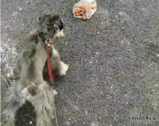 <b>狗狗亂撿東西吃怎么辦？——寵物百科知識</b>