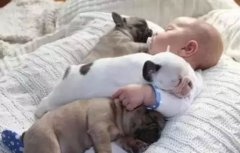 <b>怎么判別狗狗認(rèn)你做主人？</b>