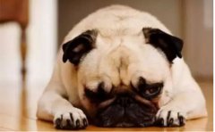 <b>狗狗口臭怎么辦？</b>