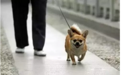 你真會遛狗嗎？-遛狗的過程中需要注意的一些問