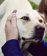 養(yǎng)狗之后才知道，這世界上真有無(wú)條件的愛…