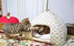 年年被搶窩，次次都慫成狗！可啥時候是個頭啊