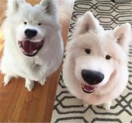 丑了2018一整年，2019狗狗真的太想變漂亮了！