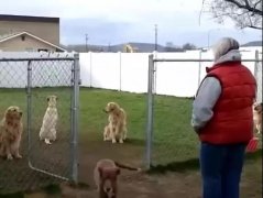 狗子鬧脾氣，就跟小媳婦一毛一樣！