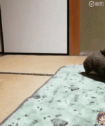 你家狗有什么過人技能？網友：我家狗會擦地板