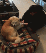 和狗狗說話恰恰說明你很聰明！