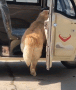 那位網友，你害怕的狗子，其實有這么慫！