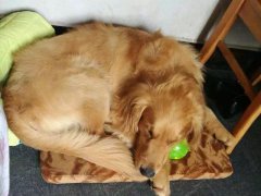 注意！狗狗的這些動作不是撒嬌，是求助！