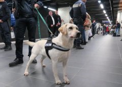 盲人的眼睛，路上碰見了導盲犬該如何做？ 華興