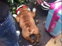 夏天超級熱，狗狗也會煩躁的，怎么辦吶？ 華興