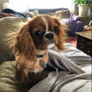 狗狗冬季毛發(fā)打結，如何正確洗澡！