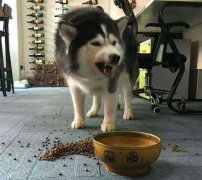 這些錯(cuò)誤喂食習(xí)慣，別再犯了  華興寵物食品