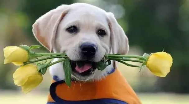 感動！原來狗狗這些表現，都是愛的證明