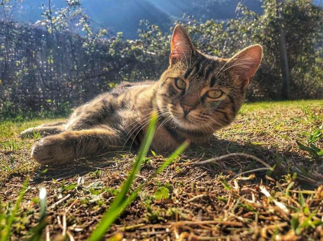 貓咪在春天容易感冒，平時應該注意什么呢？