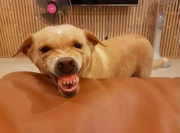 如果你家的狗狗出現以下行為，說明狗狗對你有意見了