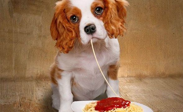 為什么要選寵物糧？